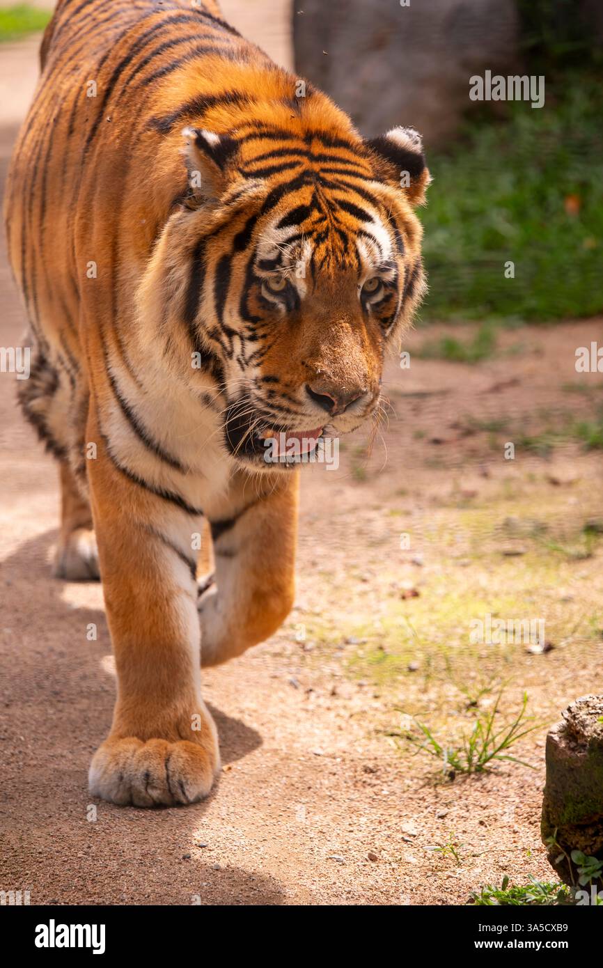 Indischer Tiger im Zoo von Pomerode, Santa Catarina, Brasilien Stockfoto
