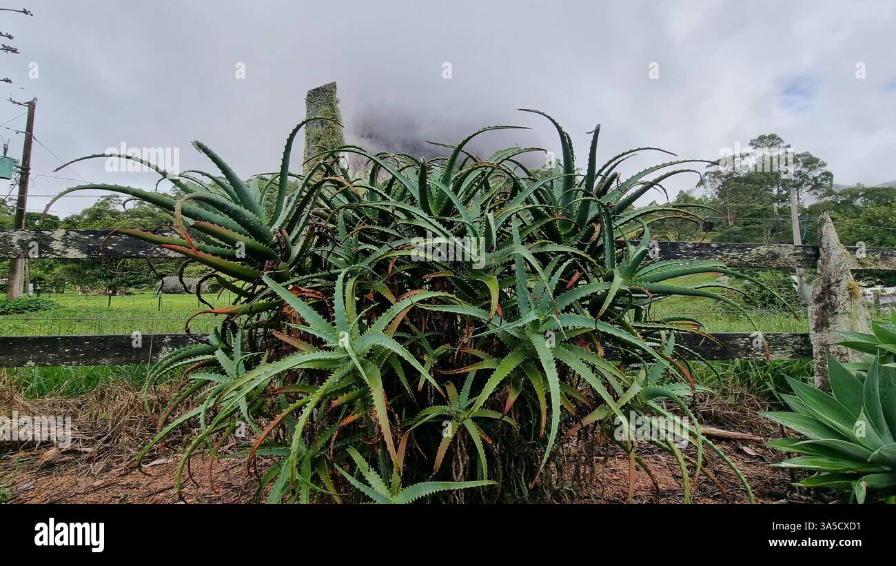 Dieses lebendige Bild zeigt eine große, gesunde Aloe Pflanze, die in der Nähe eines alten hölzernen Zauns mit Flechten blüht. - Smartphone-aufgenommenes Stockfoto