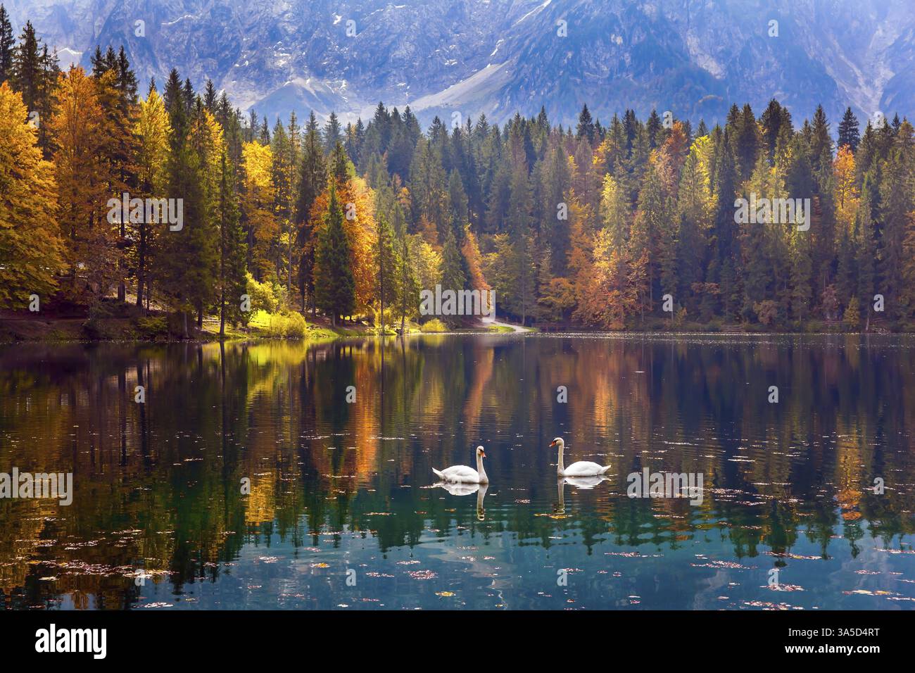 See Fuzine. Herrliche Farben des Herbstes. Paar weiße Schwäne auf dem glatten Wasser des Sees. Im See spiegeln sich orange, gelbe und rote Bäume Stockfoto