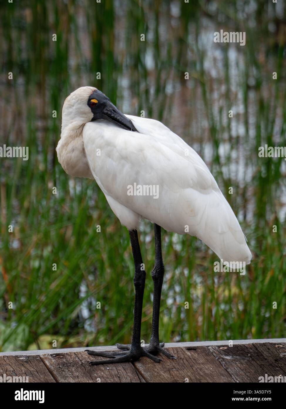 Königlicher Löffelvogel, Kopf im Schlafen versteckt Stockfoto