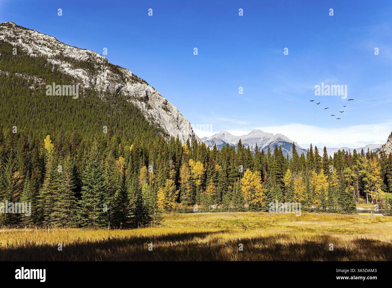 Die Banff in den Rocky Mountains. Kanada. Sonniger Tag im Herbst indischen Sommer. Die Berge sind mit dichtem Fichtenwald bedeckt Stockfoto