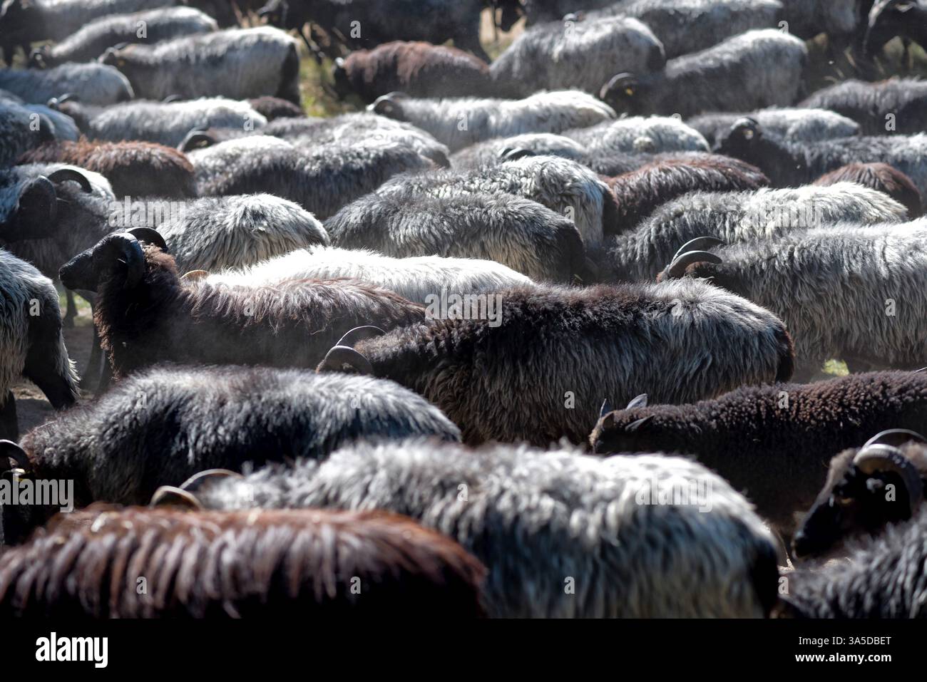 Fotomontage, Schafherde, Lüneburger Heide, Niedersachsen, Deutschland, Europa Stockfoto