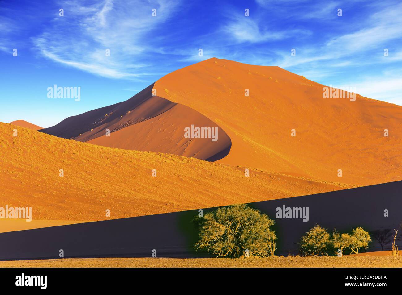 Mehrere kleine Pflanzen und Büsche in einer riesigen Wüste. Orange, lila und gelbe Dünen der Namib-Wüste. Namibia, Südafrika. Das Konzept von Extreme A Stockfoto