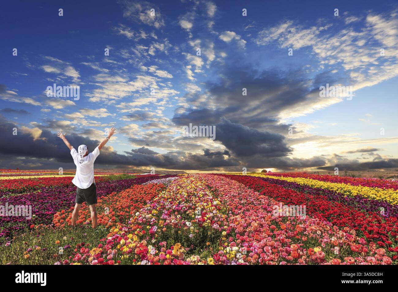 Begeisterte Touristen haben seine Hände hochgekotzt. Bewölkter und windiger Frühlingstag. Leuchtend festliches Rot, Rosa und Gelb blühendes Feld von Butterblumen Stockfoto