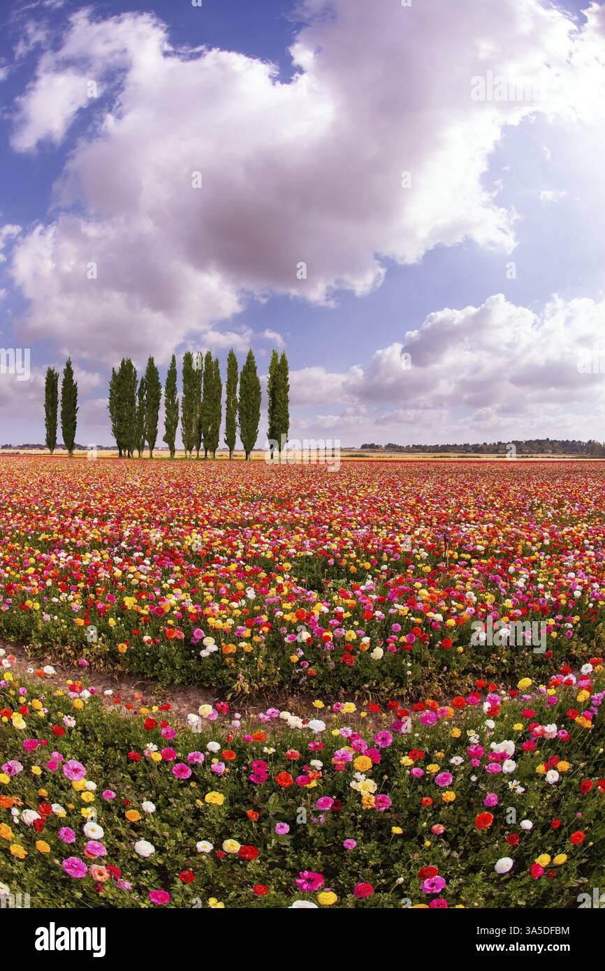 Bunte Gartenbutterschalen blühen auf Feldern im Süden Israels. Malerische riesige Blumenfelder. Frühlingsblauer Himmel und hellweiße Wolken. Die Mutter Stockfoto