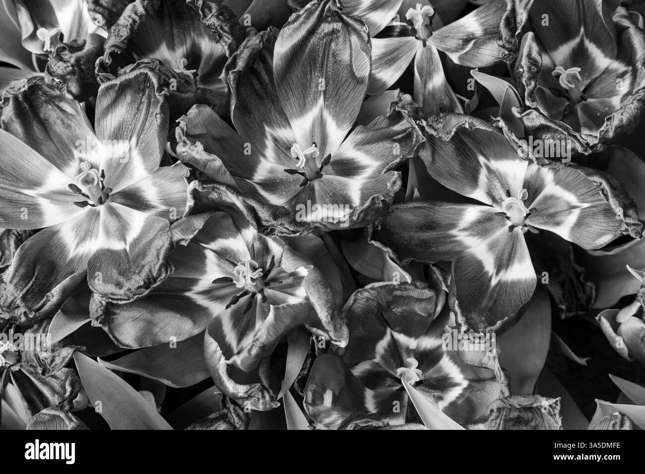 Europa, Niederlande, Flevoland. Niederländische Tulpen auf den Feldern. Stockfoto