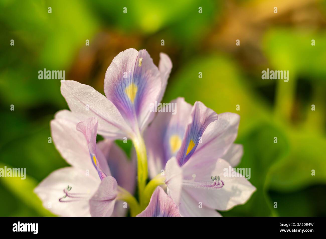 Die Wasserhyazinthe Eichhornia crassipes lebt weltweit in gemäßigten Süßwasserhabitaten, darunter Seen, Flüsse und Teiche Stockfoto