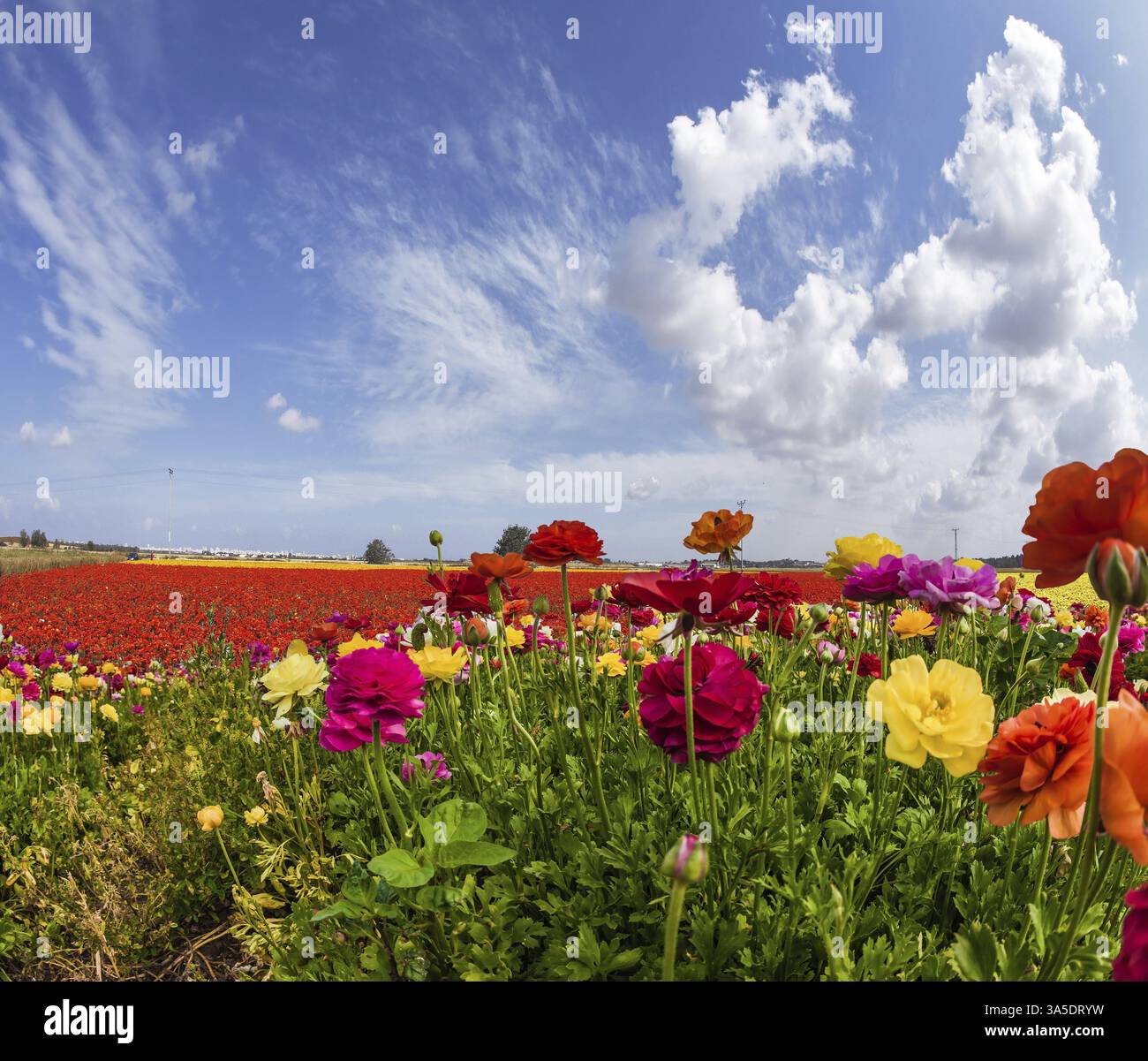 Malerische, mehrfarbige GartenButterblumen und Zirruswolken. Grußkarte. Südlich von Israel, Sommertag. Das Konzept von ökologisch, ländlich und fototechnisch Stockfoto