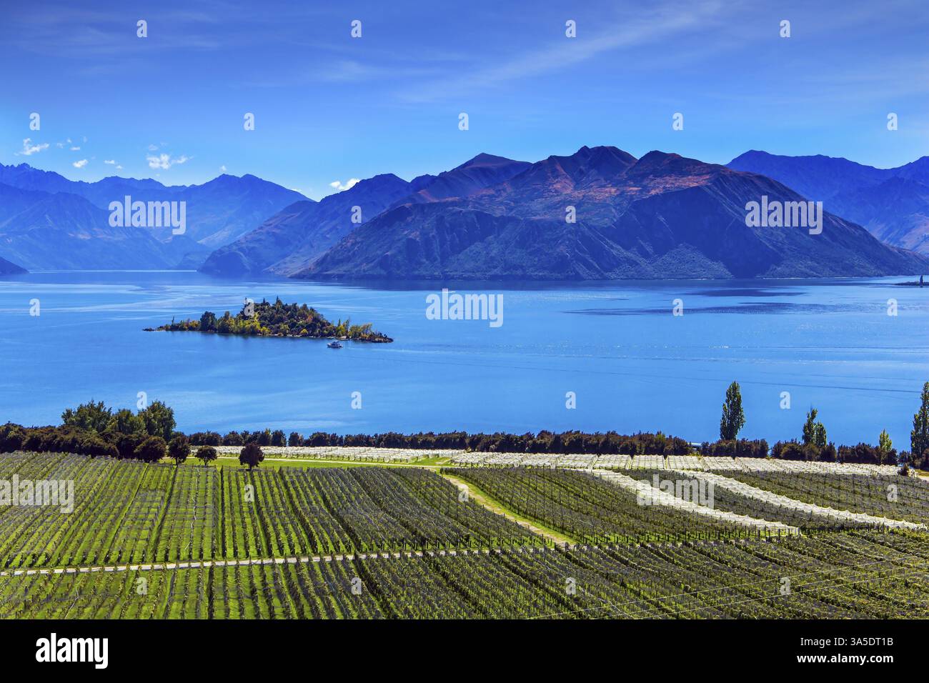 Grußkarte Kunst. Neuseeland, Südinsel. Malerische Weinberge steigen hinunter ins Wasser. Bezaubernde kleine Insel mitten im Lake Wanaka. Th Stockfoto