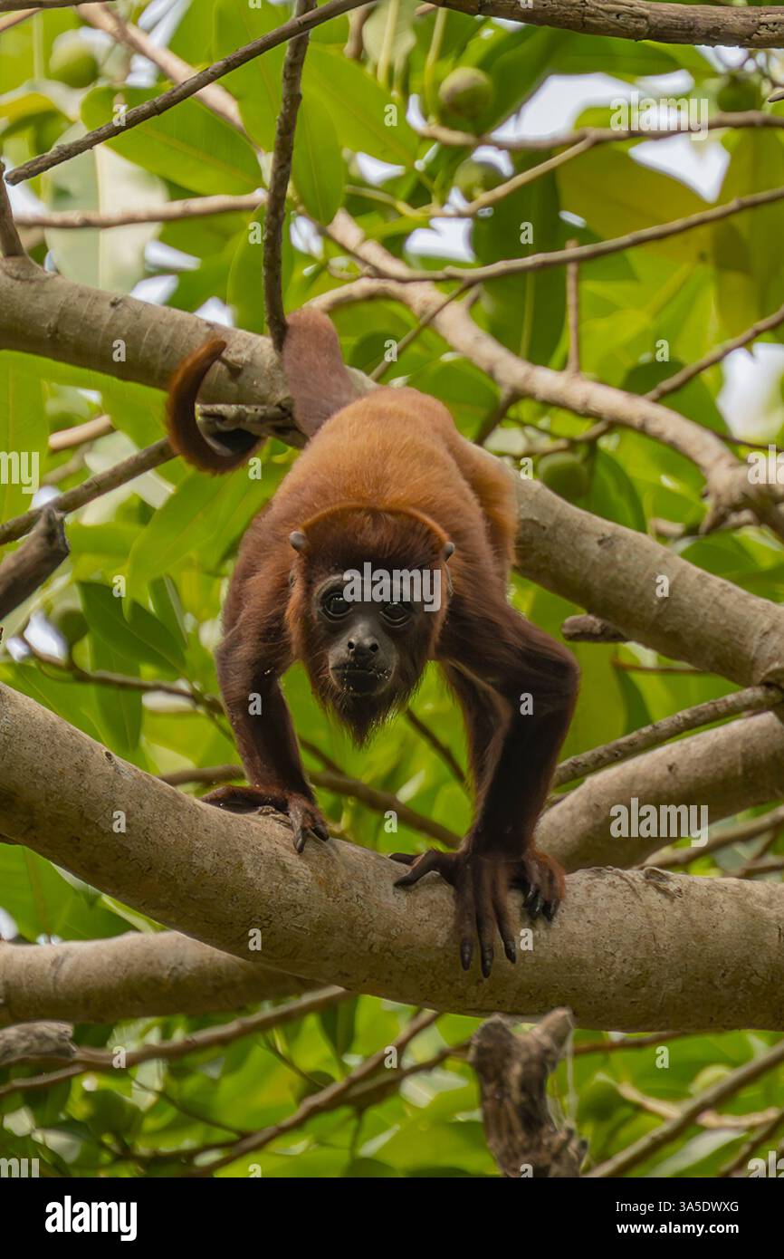 Kolumbianischer Roter Brüllaffen oder venezolanischer Roter Brüllaffen (Alouatta seniculus), Sierra Nevada de Santa Marta, Kolumbien Stockfoto