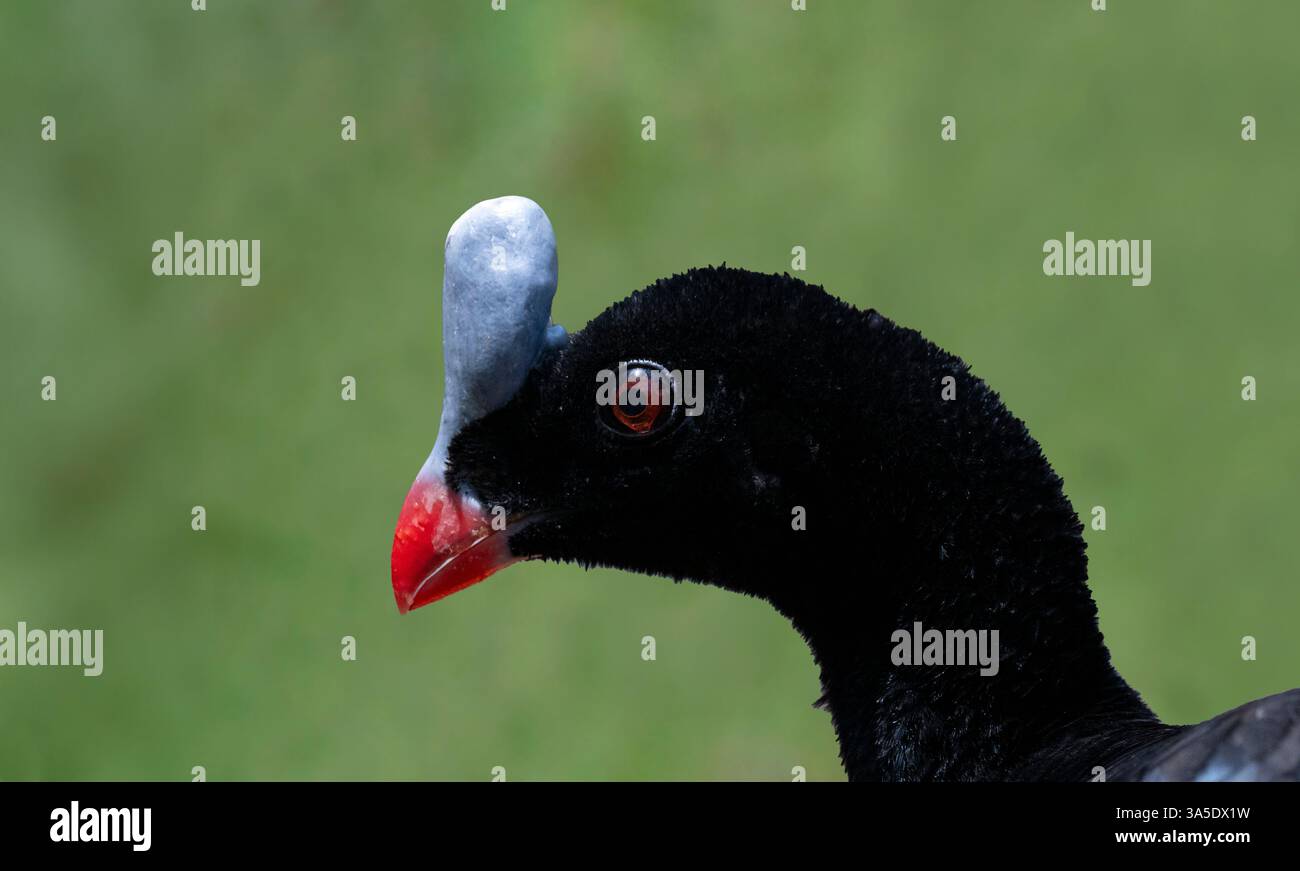 Horned Curassow (Pauxi unicornis) ist ein bedrohter Vogel in Südamerika. Unverlierbar. Stockfoto