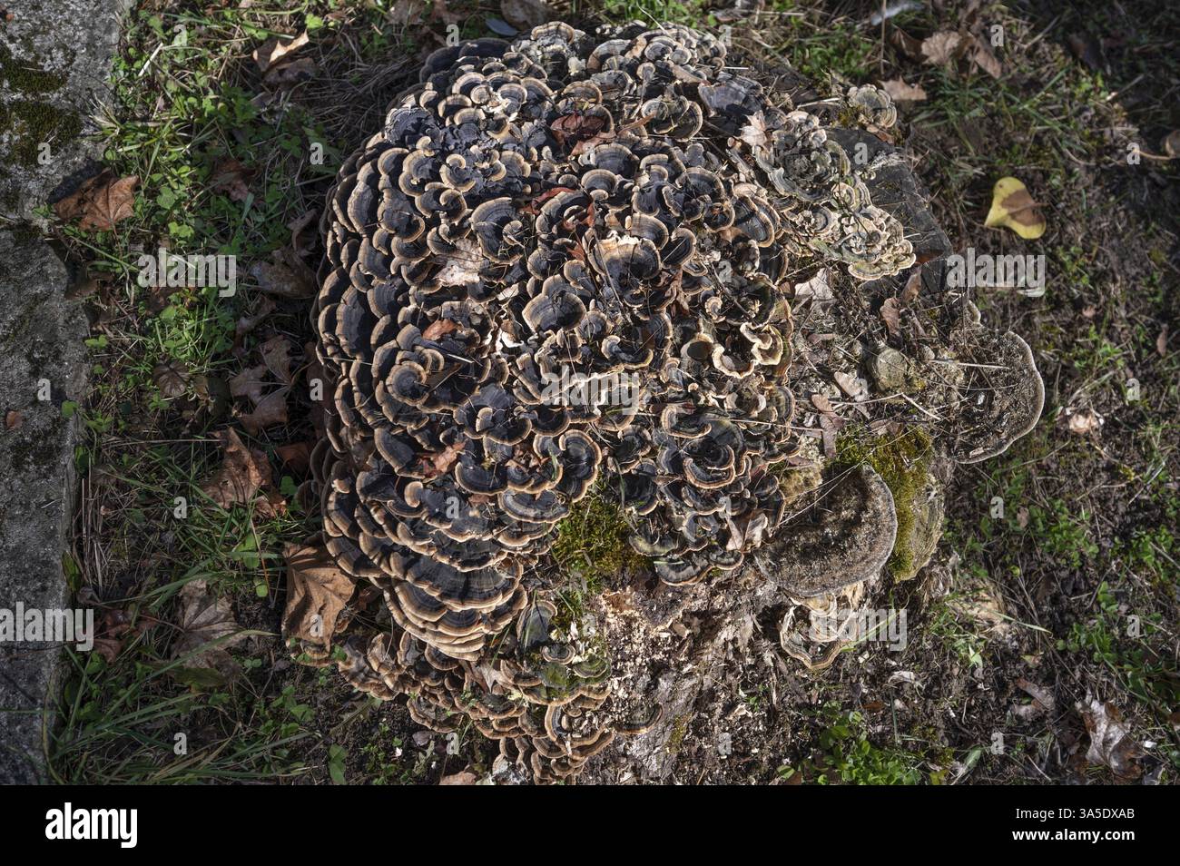 Baumpilze, Schmetterlingspilze (Trametes versicolor) auf einem Baumstumpf, Bayern, Deutschland, Europa Stockfoto