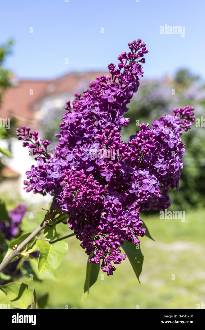 Flieder (Syringa) Blüte in Dunkelviolett Stockfoto