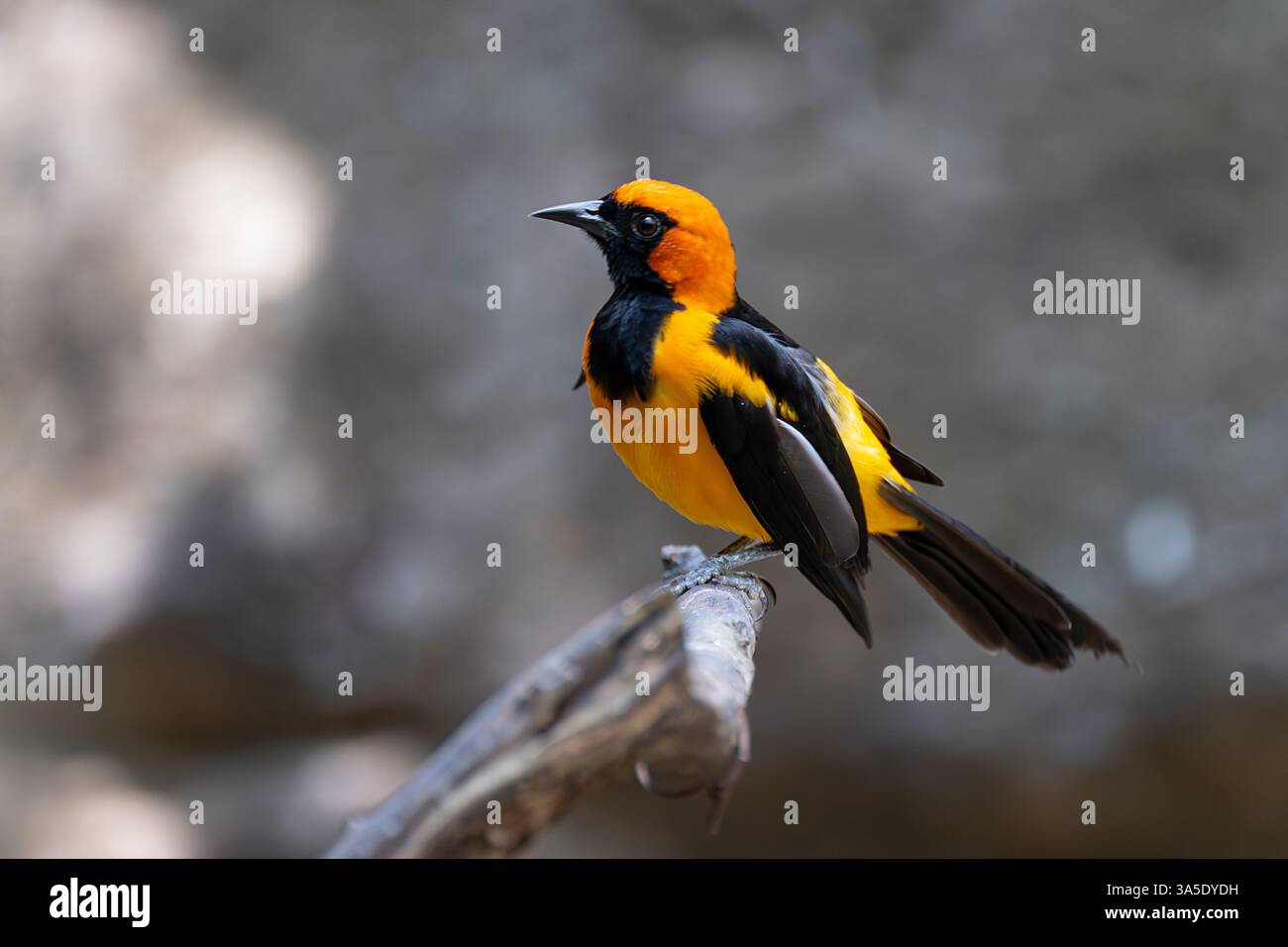 Seitenansicht eines orangengekrönten Oriole (Icterus auricapillus), eines Vogels, der in Kolumbien gefunden wurde Stockfoto