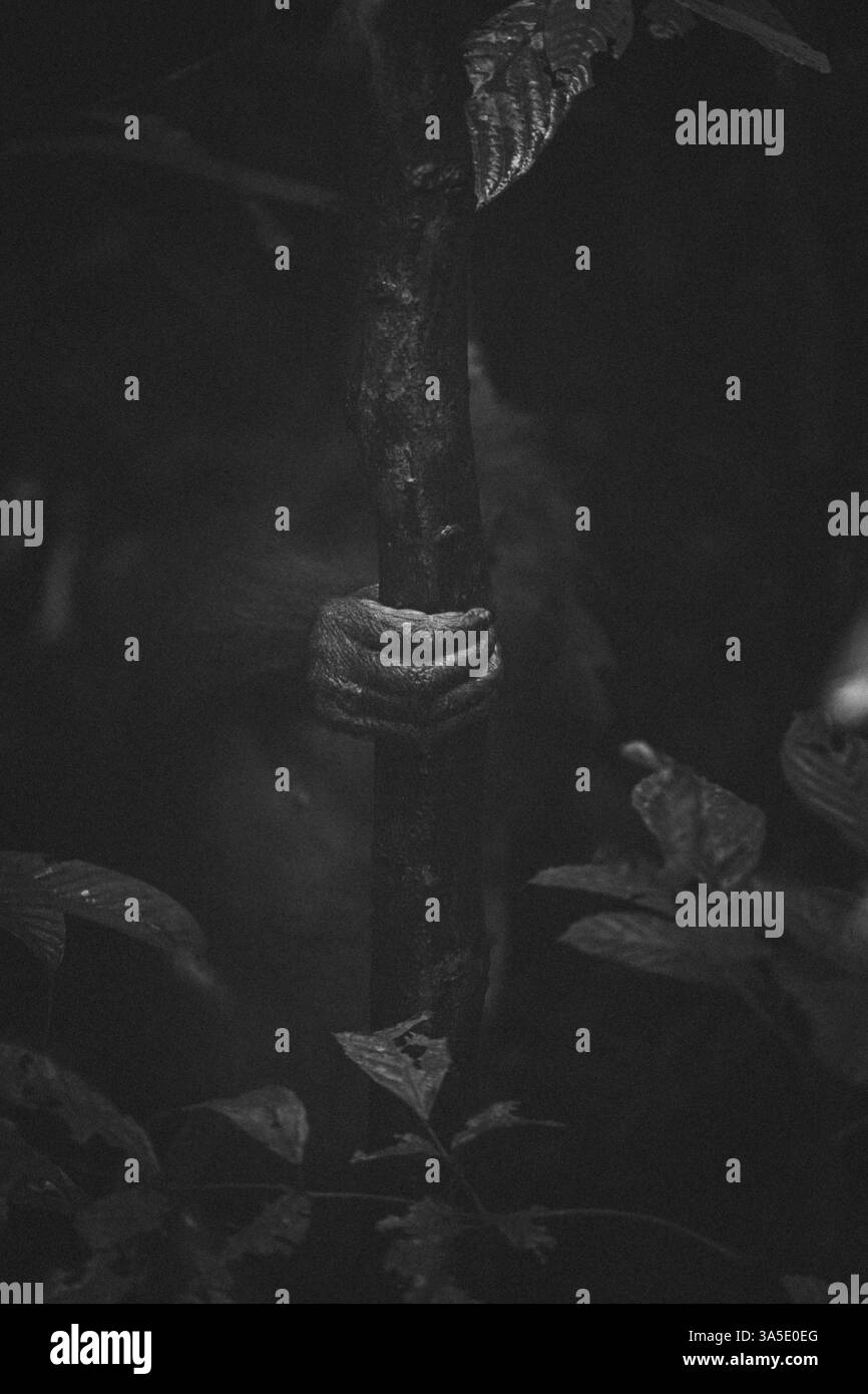 Eine Affenhand schließt einen Baumstamm in einem Schwarz-weiß-Foto, Borneo, Malaysia, Asien Stockfoto