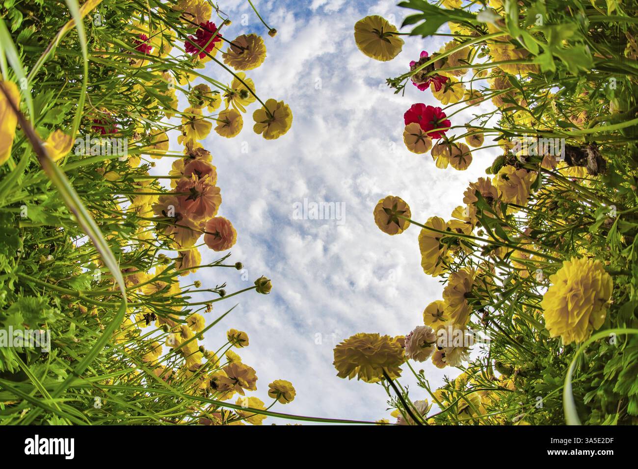 Herrliches Feld mit gelben, hellen Frühlingsbuttermuscheln/Ranunkeln. Die Kibbutzim des Südens wachsen schöne Blumen. Helle Frühlingssonne. Israel Stockfoto