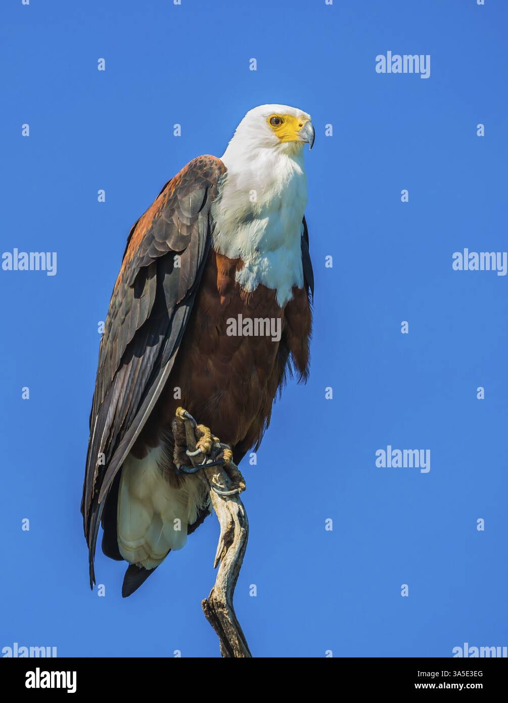 Afrikanischer Fischadler auf dem Hintergrund des hellblauen Himmels. Das Konzept des extremen und exotischen Tourismus. Chobe-Nationalpark am Sambesi-Fluss, Botswana Stockfoto