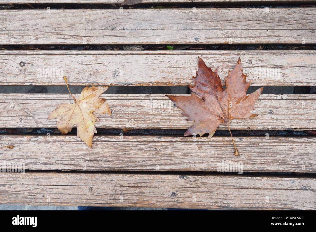 Bunte Herbstblätter ruhen auf einer Holzbank im Park Stockfoto