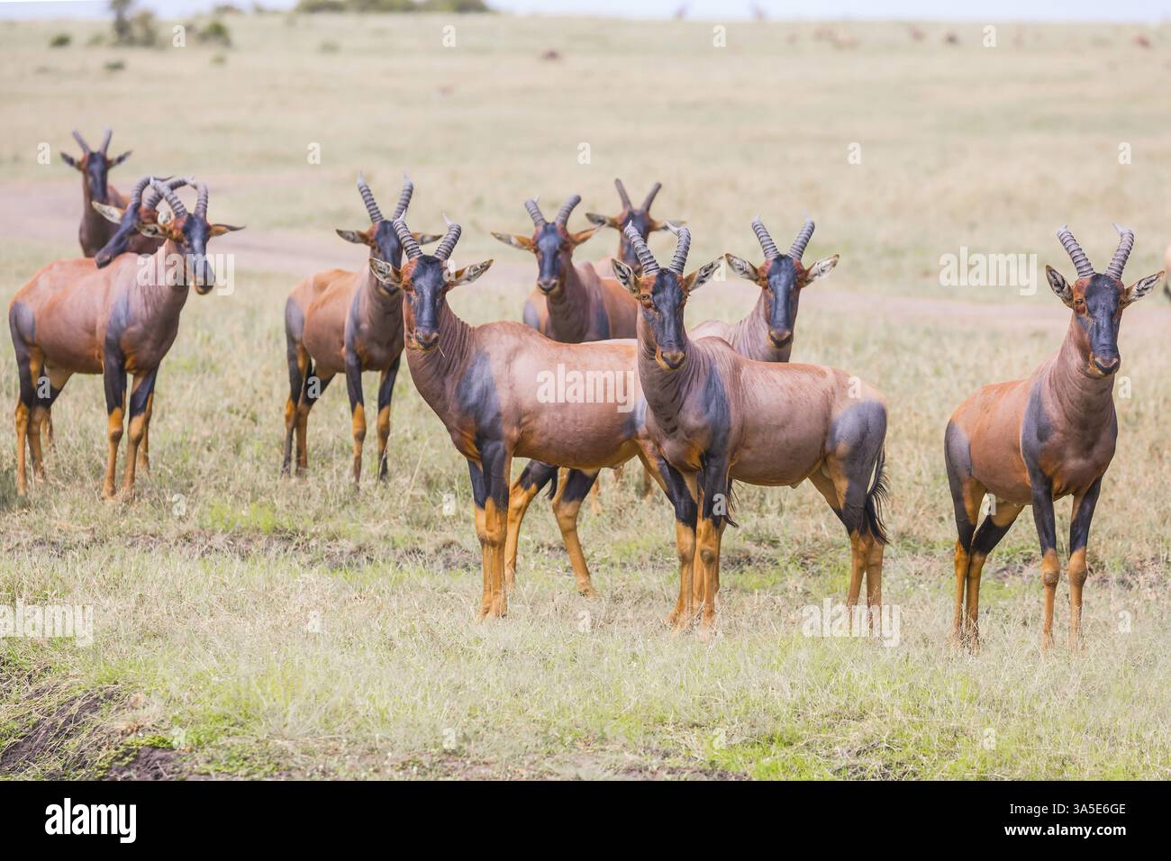 Herrlicher Ausflug in die afrikanische Savanne. Kenia. Große Tsessebe-Antilopen grasen zusammen. Safari im Masai Mara Nationalpark. Ökologisch, handeln Stockfoto