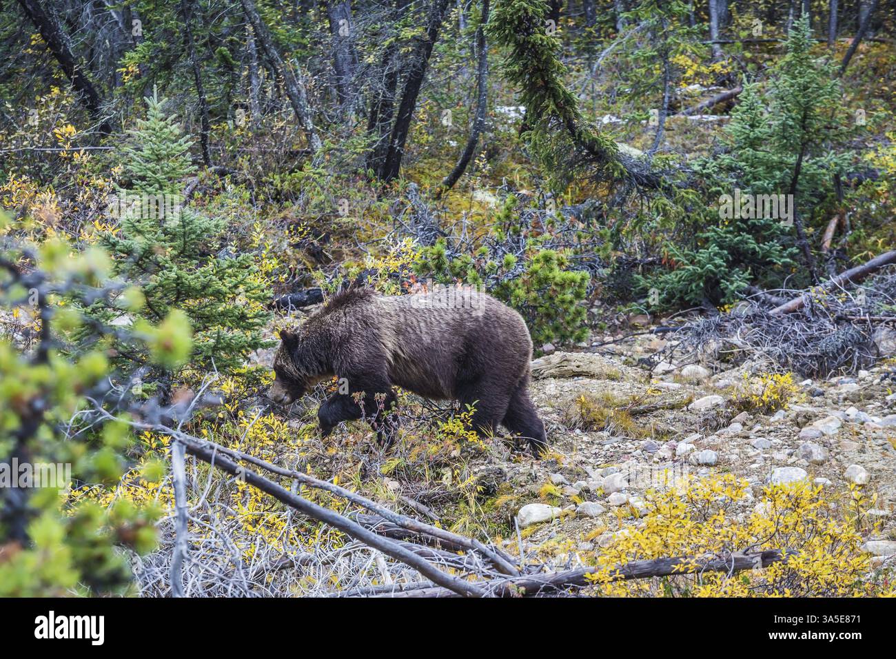 Herbstwald im Jasper National Park. Großer Braunbär, der nach essbaren Wurzeln, Beeren und Eicheln sucht Stockfoto