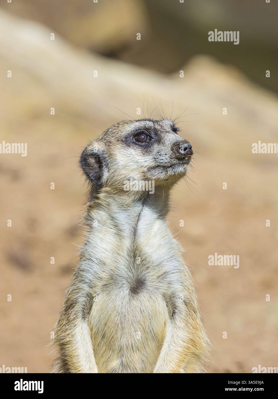 Toller Zoo. Lustiges Tier von Erdmännchenmungos in der Zoovoliere. Auckland, Neuseeland. Der Begriff des aktiven, ökologischen und pädagogischen Tourismus Stockfoto