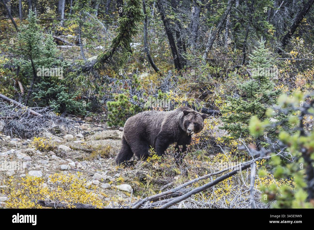 Großer Braunbär, der nach essbaren Wurzeln, Beeren und Eicheln sucht. Herbstwald im Jasper National Park Stockfoto