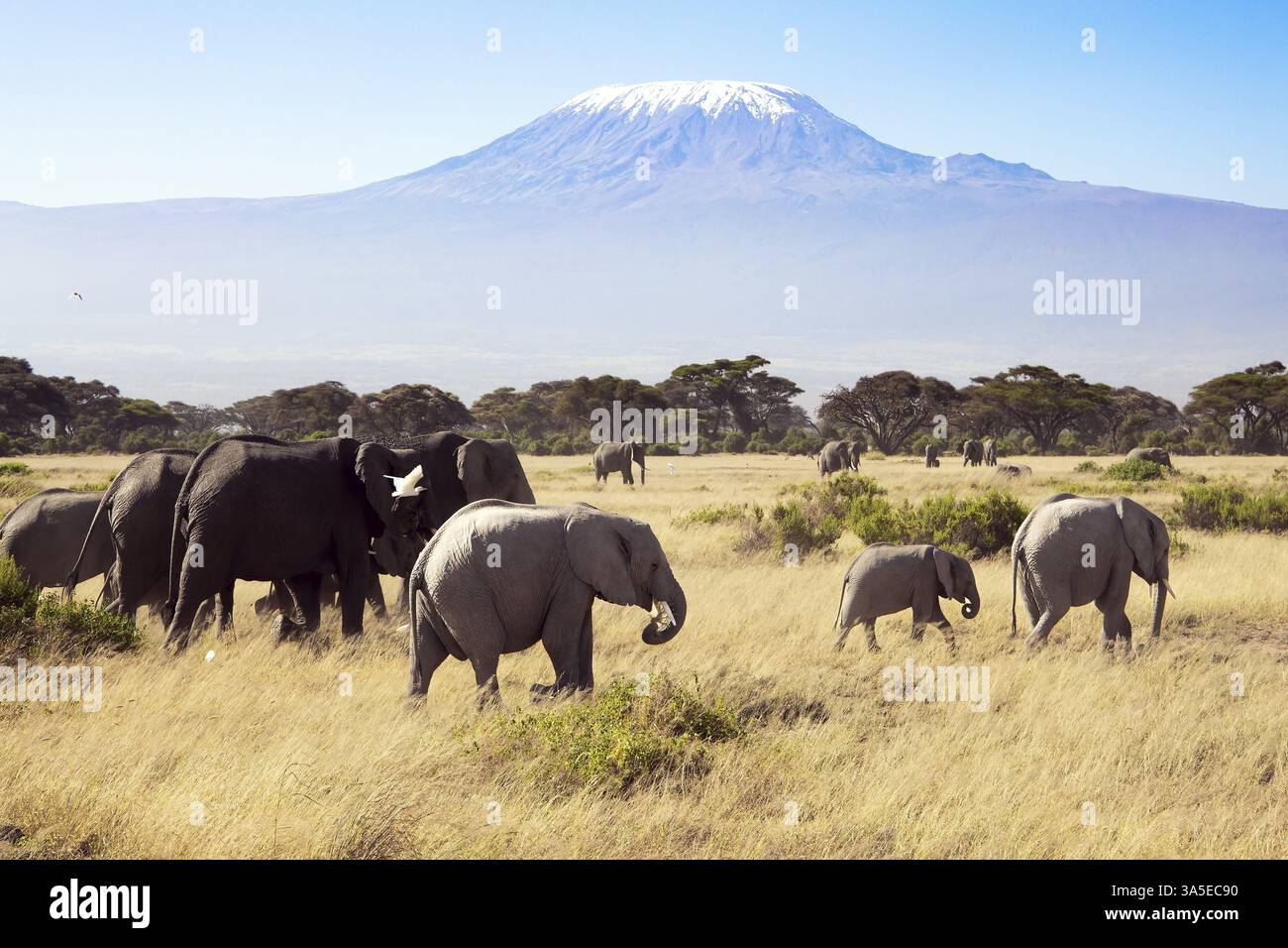 Kilimandscharo, mit einer Kappe ewigen Schnees drauf. Herde afrikanischer Elefanten mit riesigen Ohren und kleinen Schwänzen. Der Park Amboseli. Der höchste Berg in Stockfoto