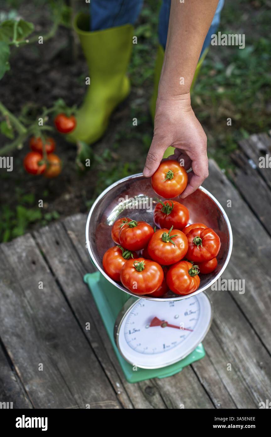 Die Frau legt Tomaten auf die Waage. Heimischer Bio-Garten. Das Gewicht der Tomaten im Betrieb messen Stockfoto