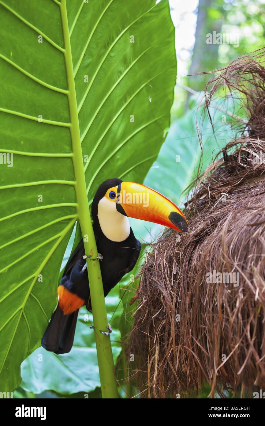 Großer Vogel mit hellem Gefieder und einem riesigen gelben Schnabel. Toco Toucan im Reservat exotischer tropischer Vögel Stockfoto