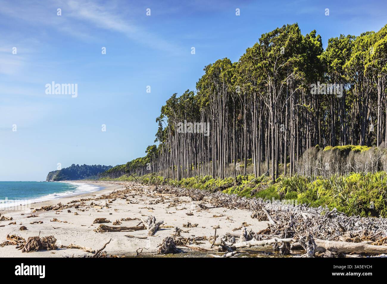 Die Straße zum Knight's Point Lookout ist eine unvergessliche Landschaft. Die Pazifikküste ist mit Überresten von Bäumen und Algen übersät. Fahren Sie bis zum Ende von t Stockfoto