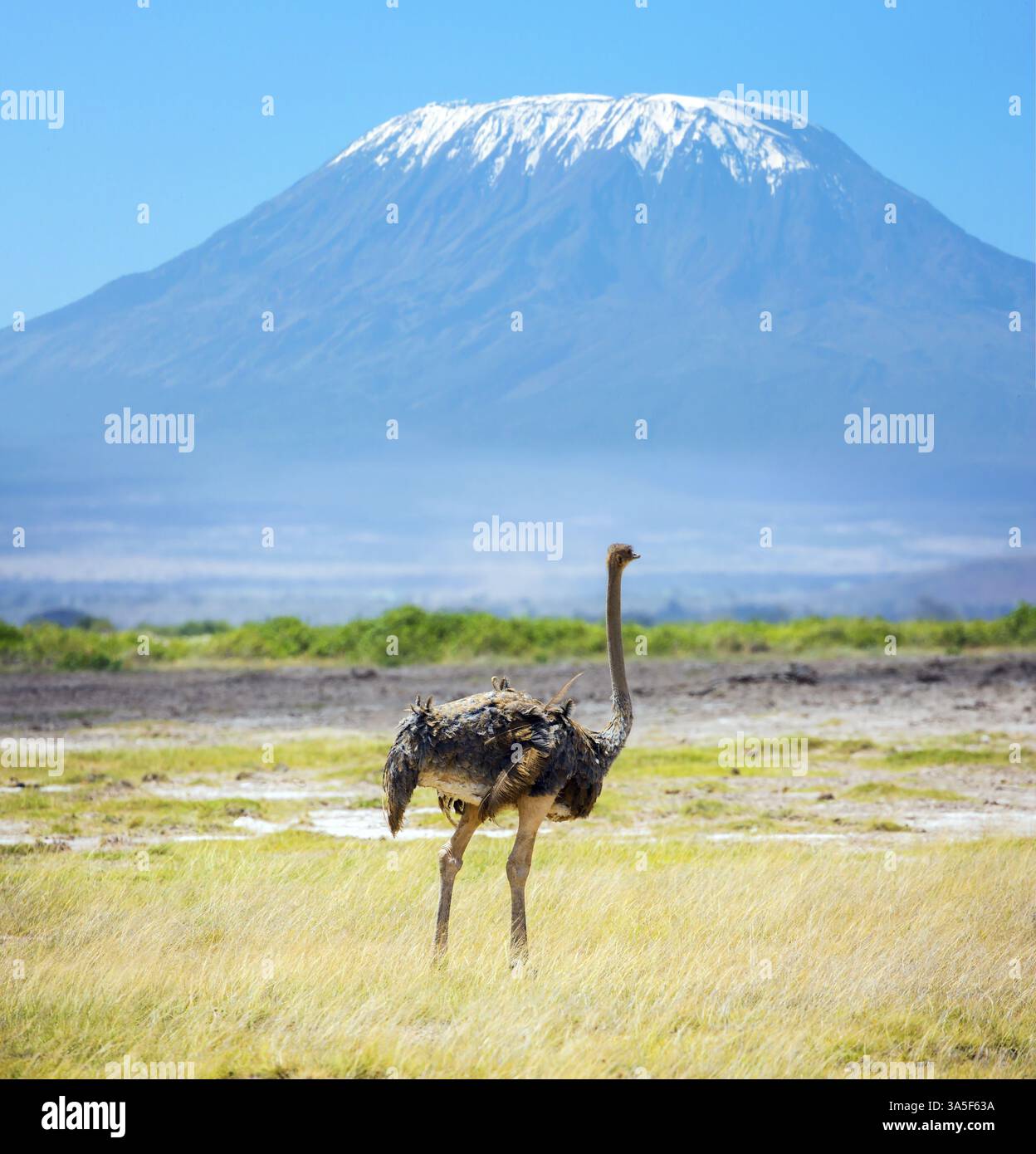 Afrikanischer Strauß grast in der Savanne. Südost-Kenia, der einzigartige Amboseli Park. Der Gipfel ist der Kilimandscharo mit einer Schneekappe auf einem flachen Gipfel. Reise Stockfoto