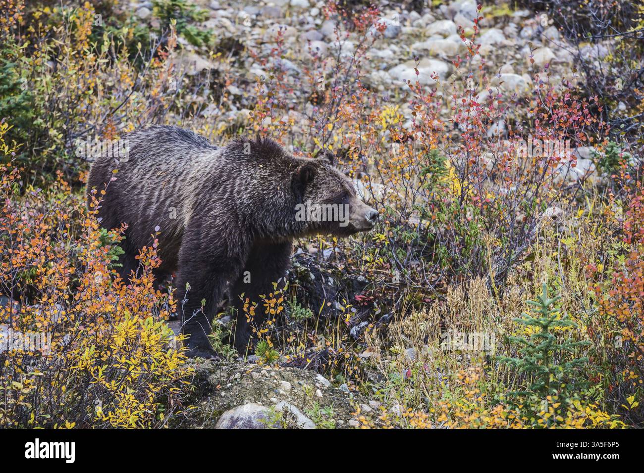 Großer Braunbär auf der Suche nach Beeren, essbaren Wurzeln und Eicheln. Herbstwald im Jasper National Park, Kanada, Nordamerika Stockfoto