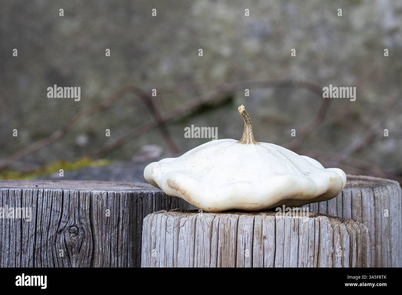 Reifer weißer pattypischer Kürbis (Cucurbita pepo) auf Holzstumpf. Sommer-Kürbis oder weiße Kürbis-Patty-Pfanne auf dem verputzten Hintergrund. Gemüsehintergrund. Stockfoto