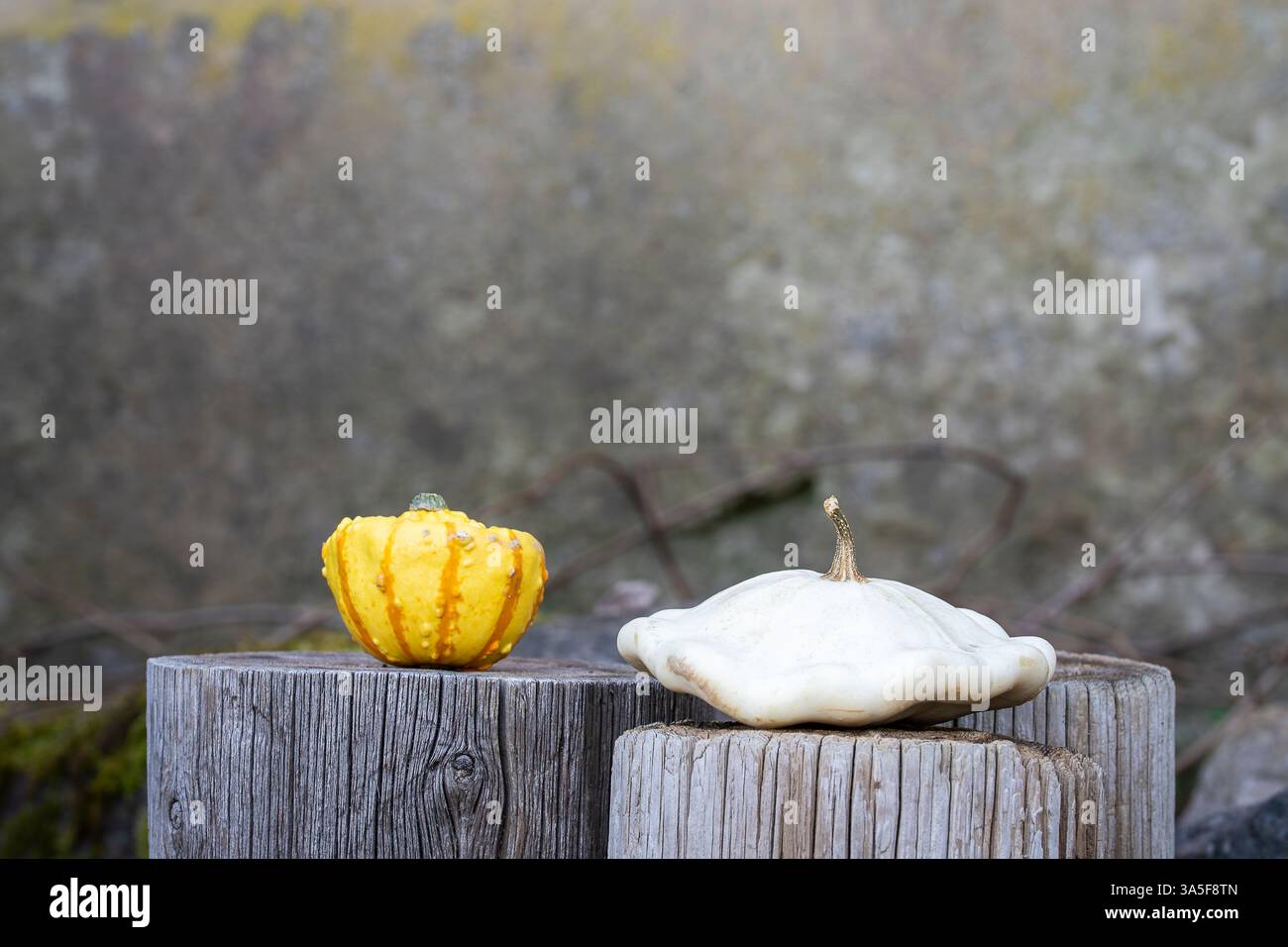 Weißer pattypischer Kürbis (Cucurbita pepo) und dekorativer orangefarbener und gelber Kürbis auf Holzstümpfen. Dekorative Kürbis- und weiße Kürbis-Pfanne. Stockfoto
