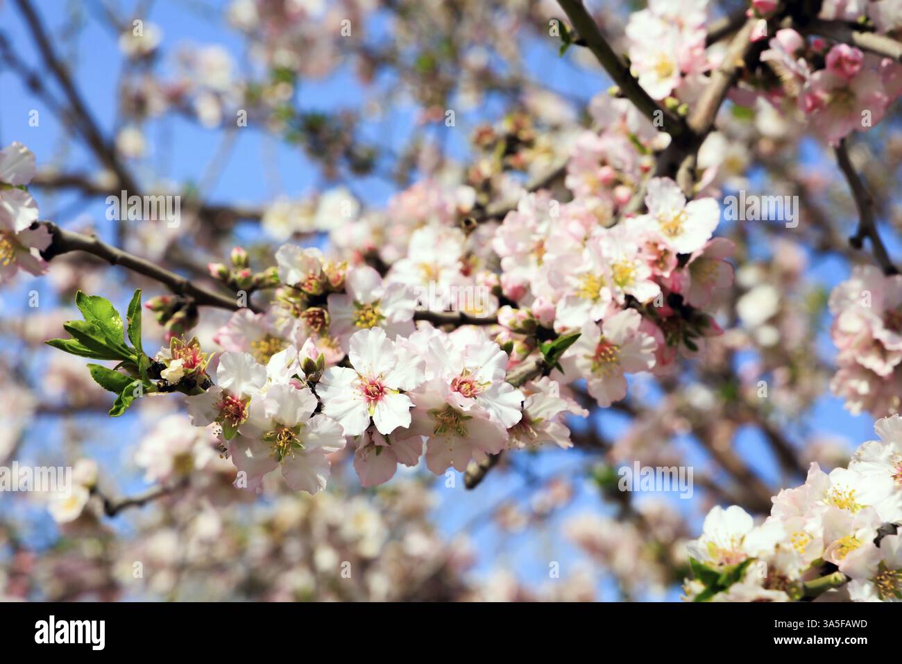 Weiße und rosafarbene Mandelblüten mit gelben Staubblättern vor einem klaren blauen Himmel. Weiße Blüten ziehen Bienen an. Wunderbarer Frühlingstag in Israel. Herrliche Almon Stockfoto