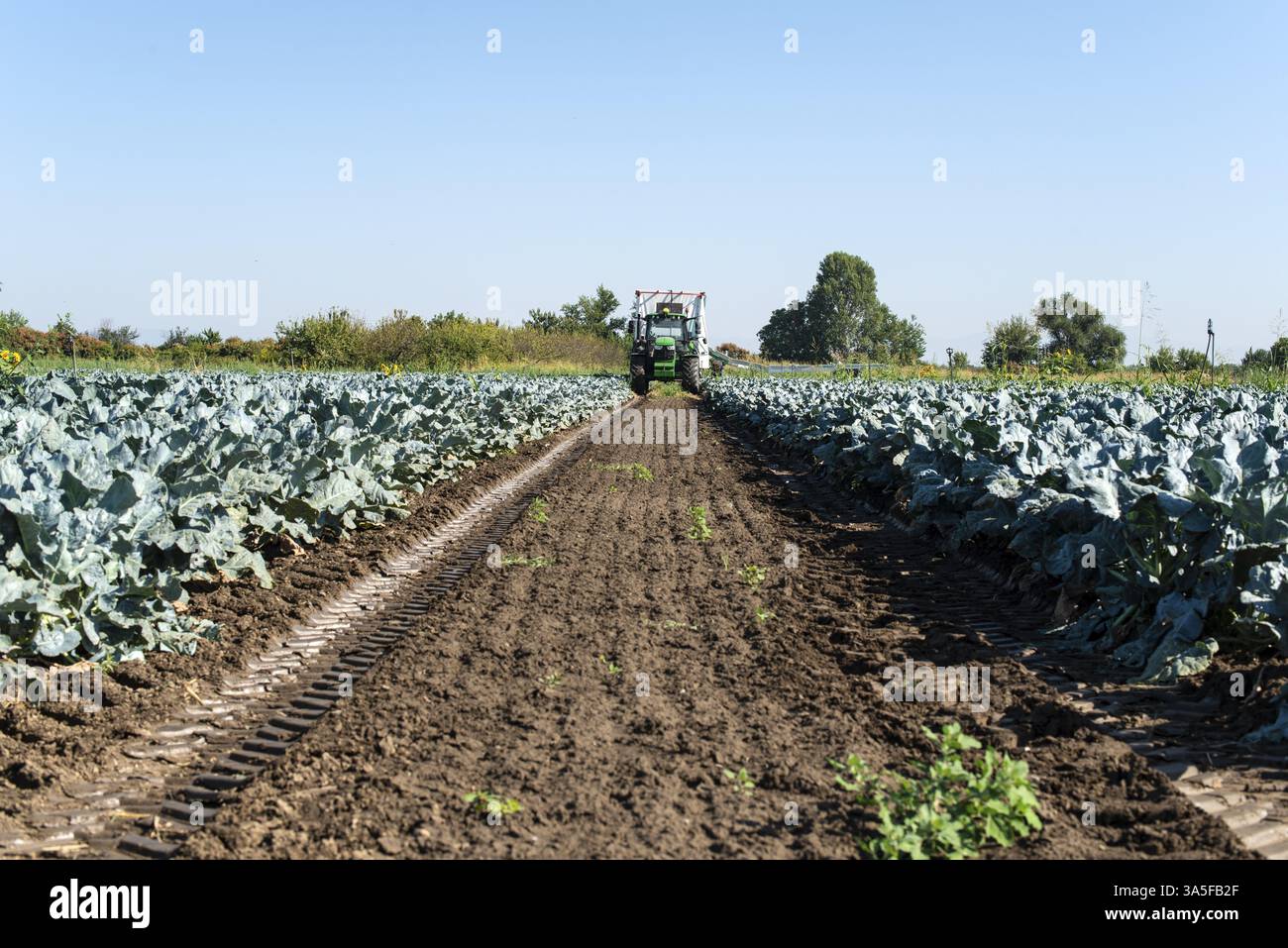 Traktor in Brokkoli Ackerland. Große Brokkoli Plantage. Konzept für wachsende Brokkoli. Sonnigen Tag. Spuren von traktorreifen Stockfoto