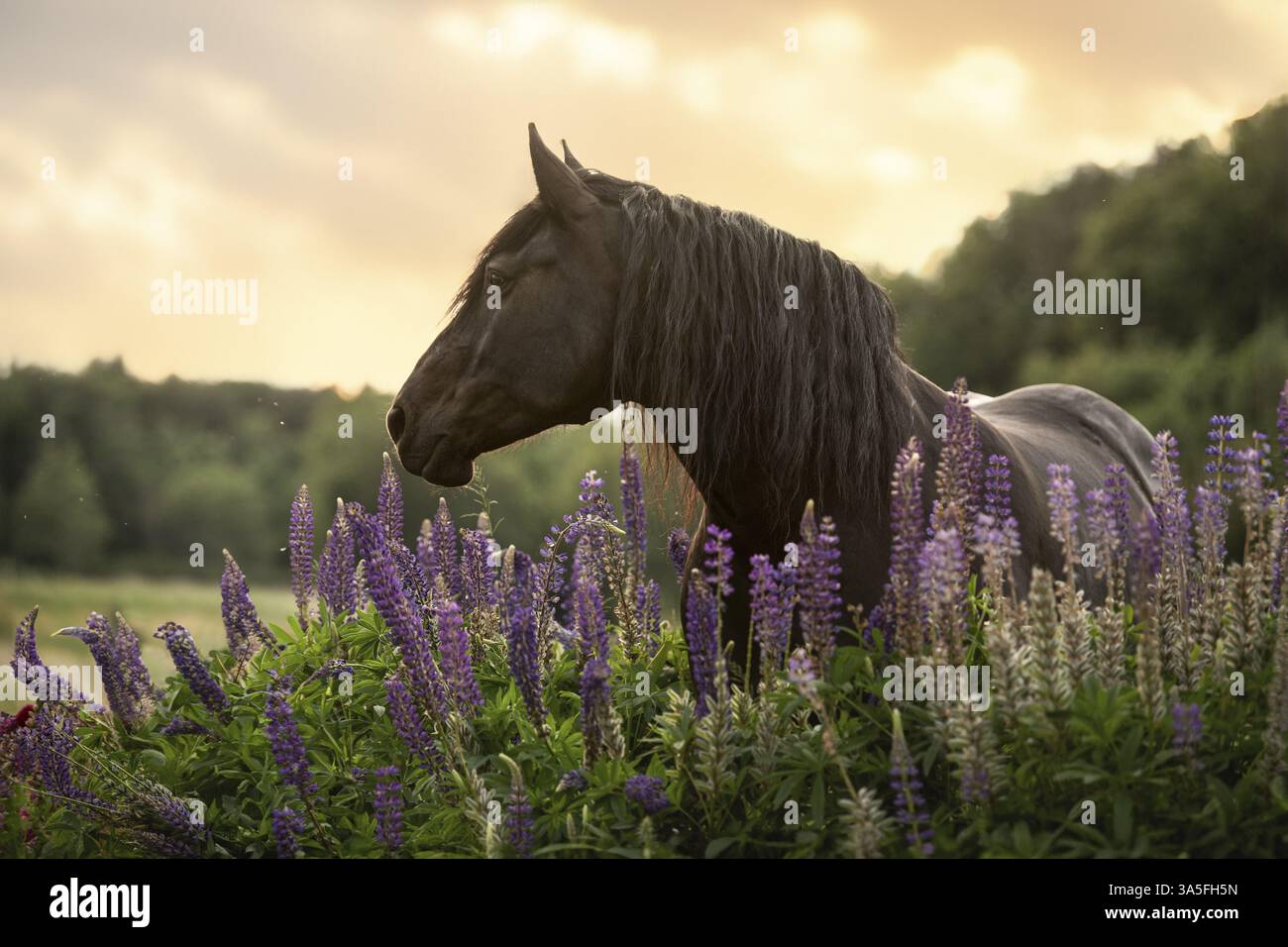 Noriker Pferd Stockfoto