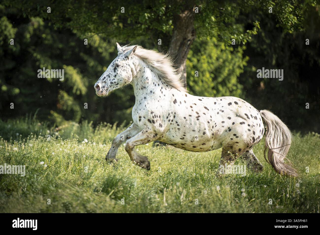 Noriker Pferd Stockfoto