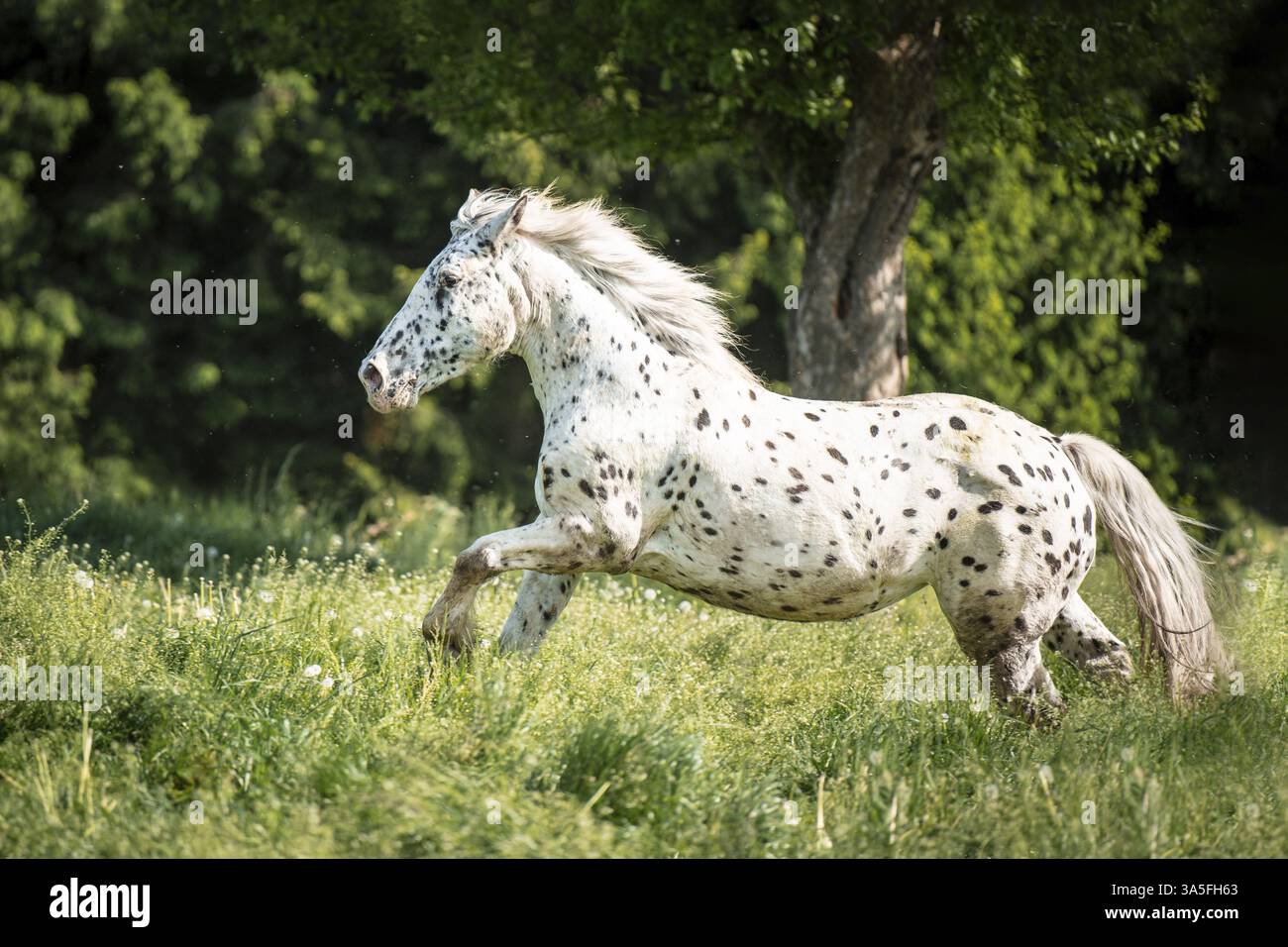 Noriker Pferd Stockfoto