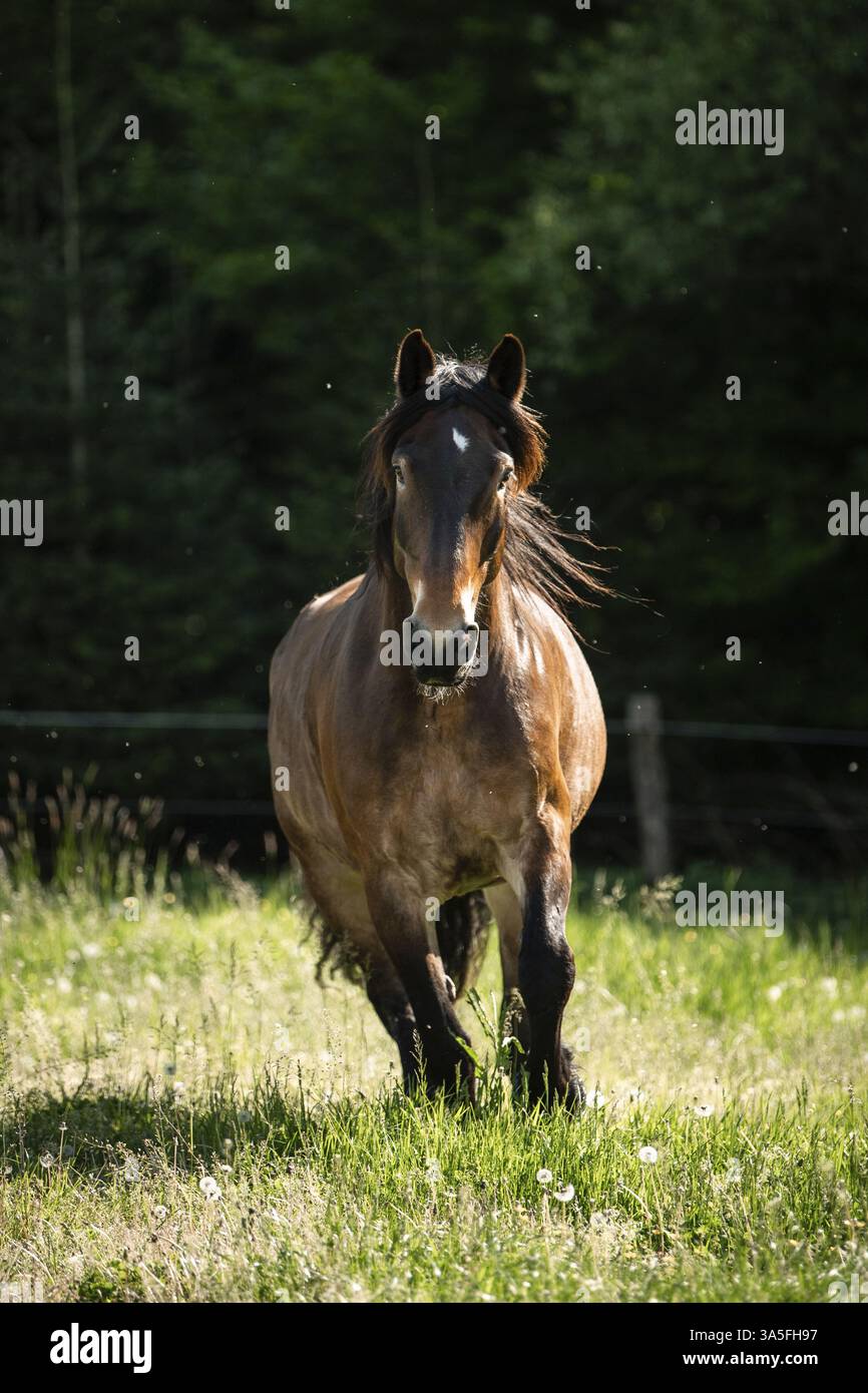 Noriker Pferd Stockfoto