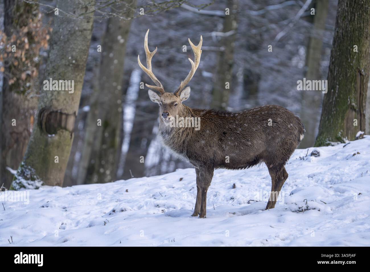 Sika-Hirsch Stockfoto