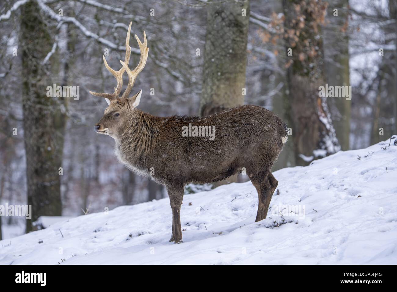 Sika-Hirsch Stockfoto
