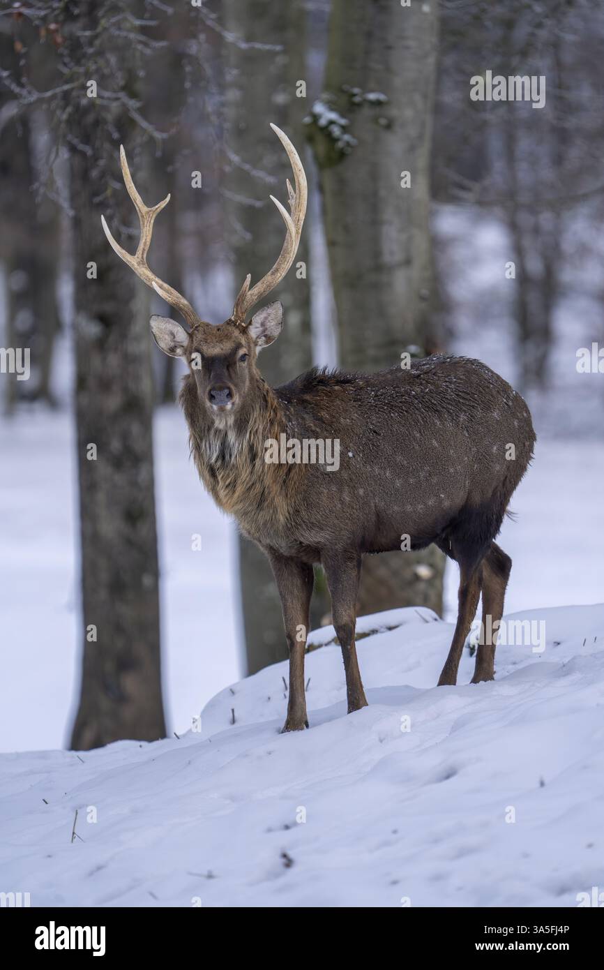 Sika-Hirsch Stockfoto