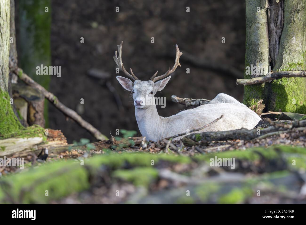 weiß Stockfoto