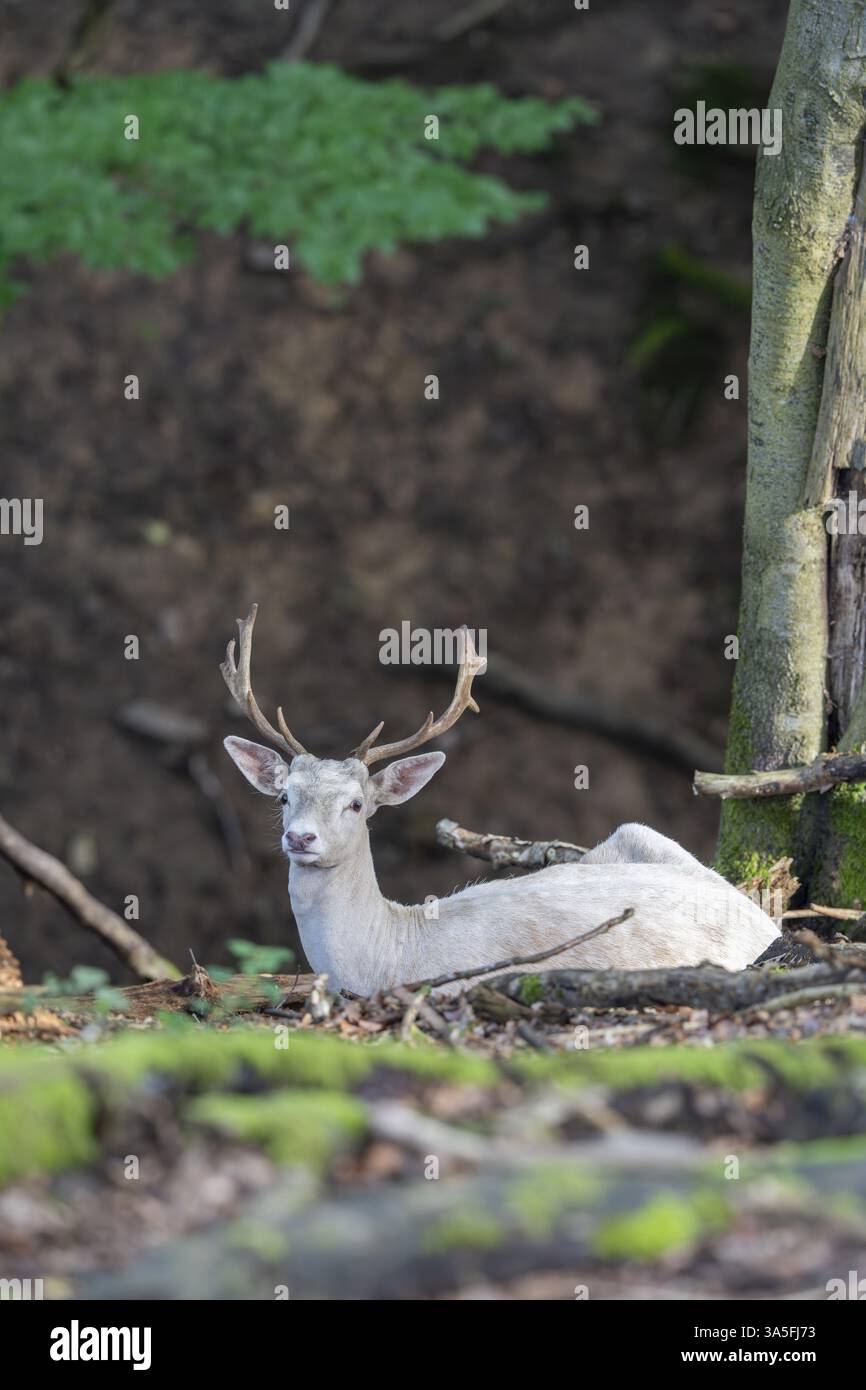 weiß Stockfoto