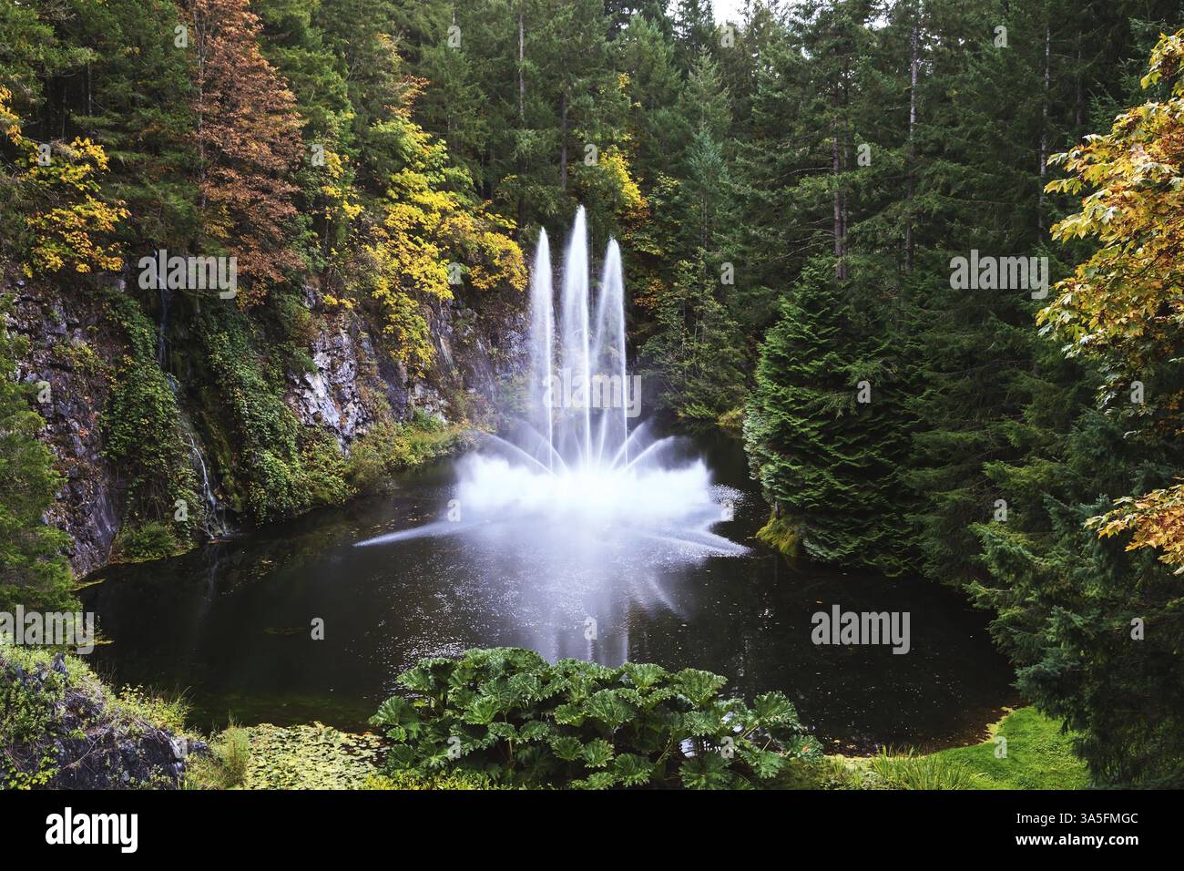 Der gewaltige Brunnen im wunderschönen stillen Waldsee. Butchart-Gärten auf der kanadischen Insel Vancouver bei bewölktem Tag Stockfoto Der gewaltige Brunnen im wunderschönen stillen Waldsee. Butchart-Gärten auf der kanadischen Insel Vancouver bei bewölktem Tag Stockfoto