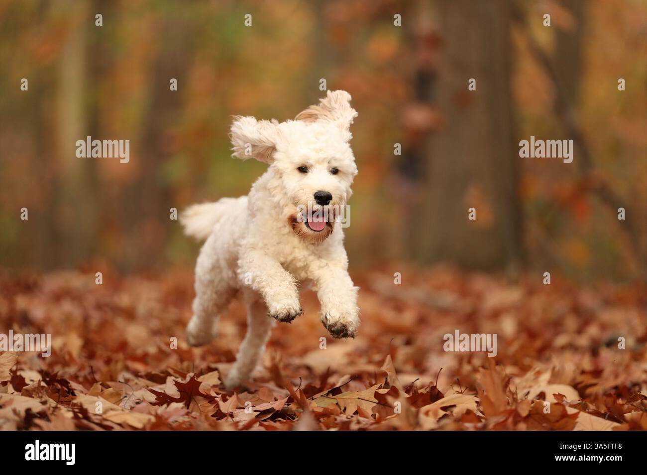 Cockapoo im Herbst Stockfoto