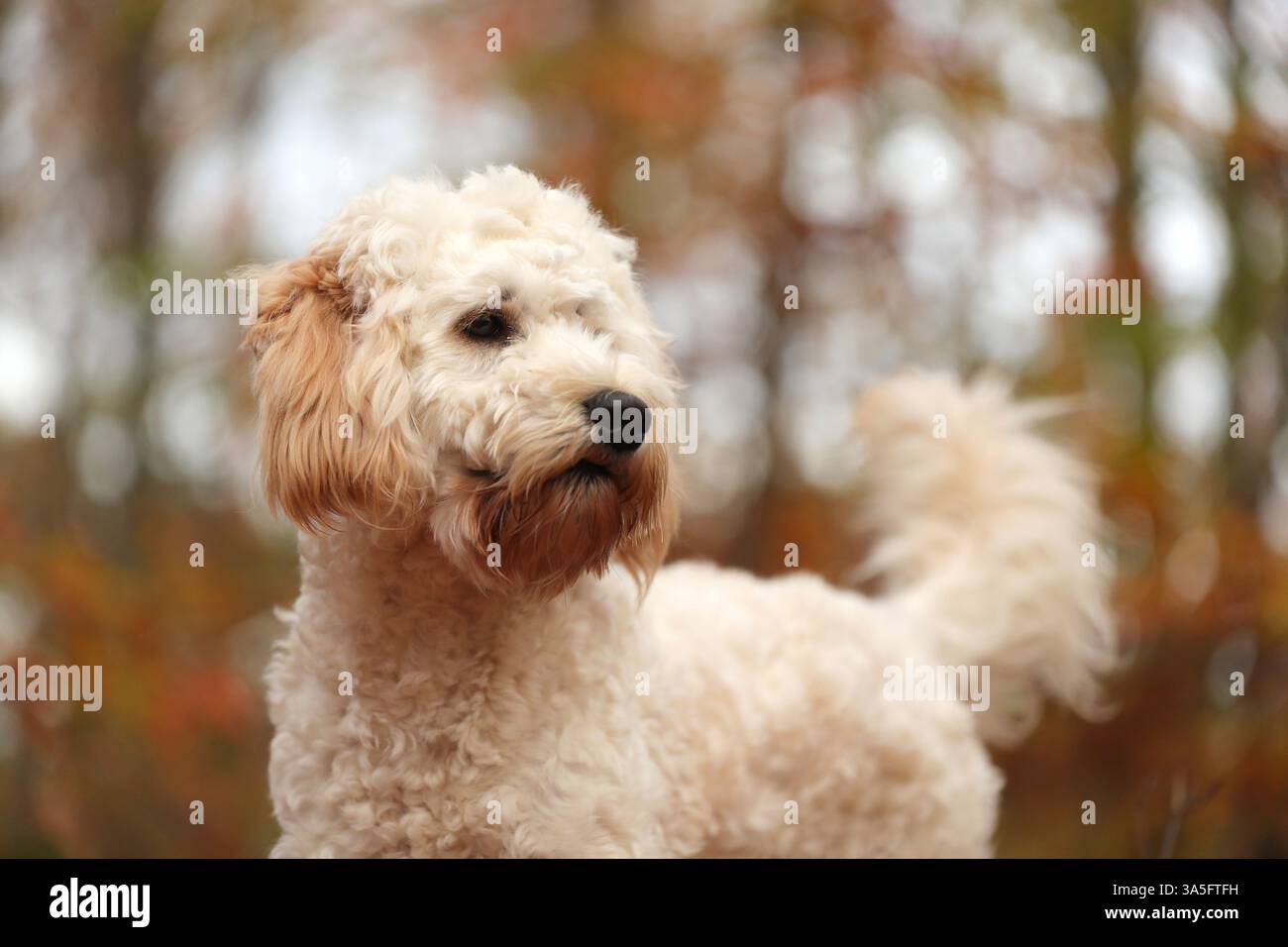 Cockapoo im Herbst Stockfoto