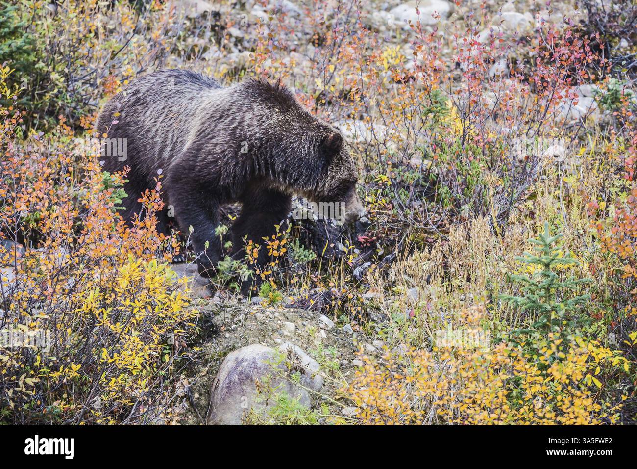 Herbstwald im Jasper National Park, Kanada. Großer Braunbär auf der Suche nach Beeren, essbaren Wurzeln und Eicheln Stockfoto