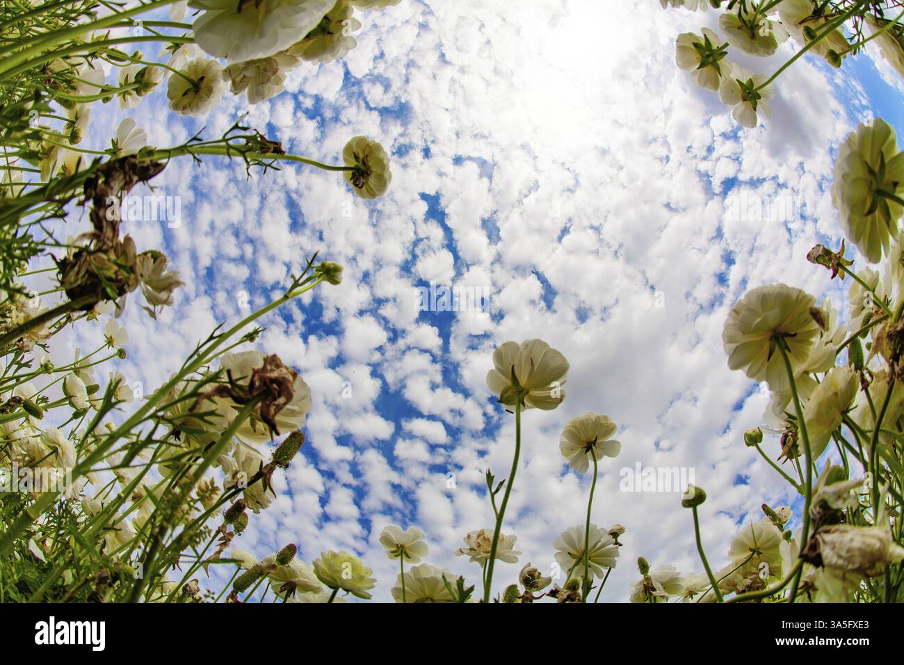 Herrliches Feld mit weißen, hellen Frühlingsbuttermuscheln/Ranunkeln. Israel. Bewölkter Frühlingstag. Foto mit einem Fisheye-Objektiv Stockfoto